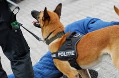 politiehond
